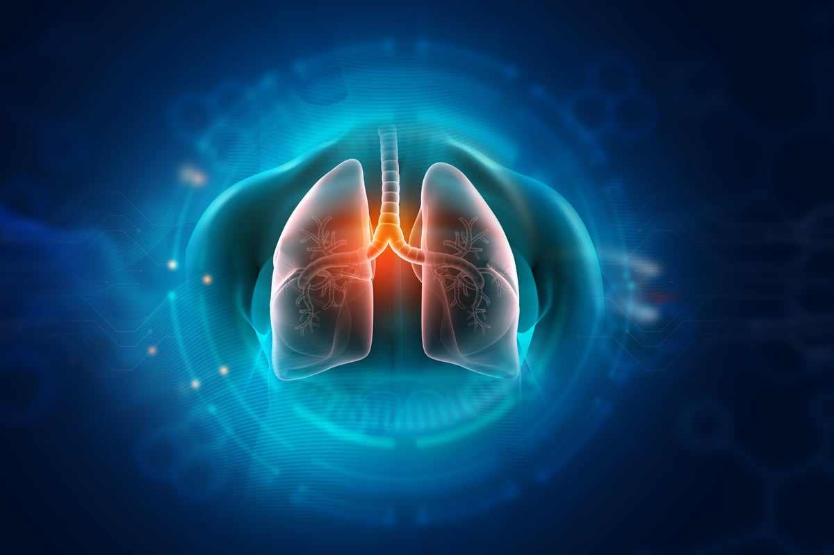 Human lungs on a scientific background, detailed anatomical illustration.