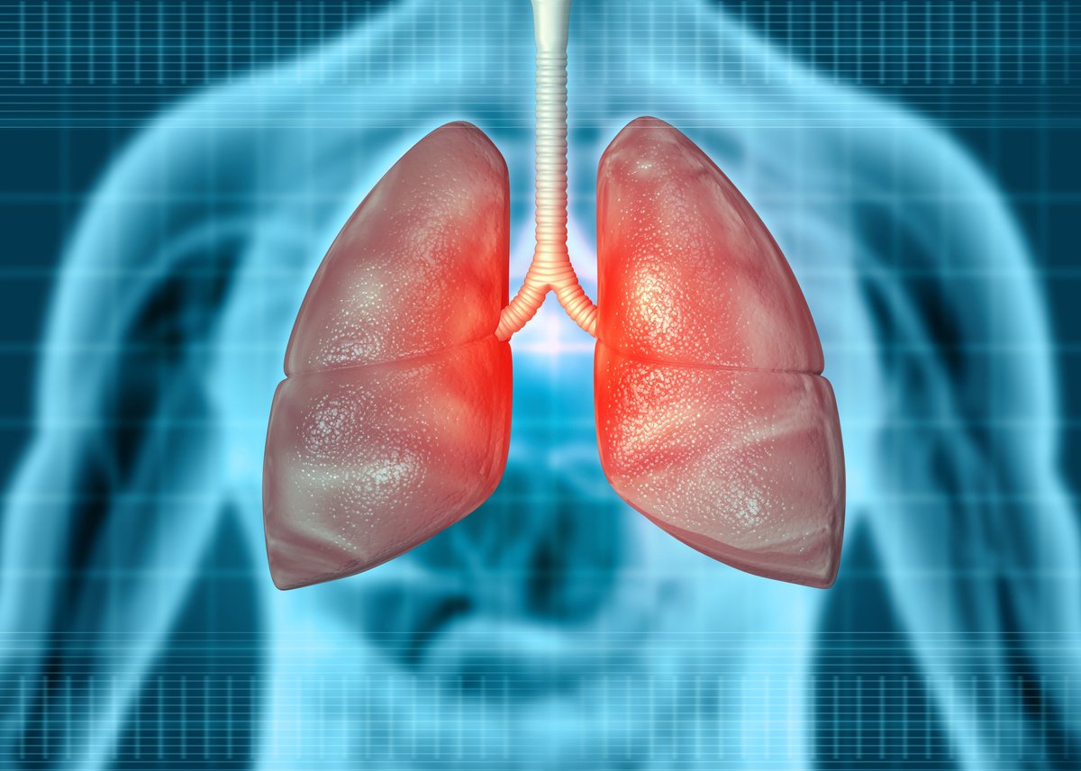 Ilustración anatómica de los pulmones y el sistema respiratorio humano con la tráquea y los bronquios, para explicar la falta de aire o disnea