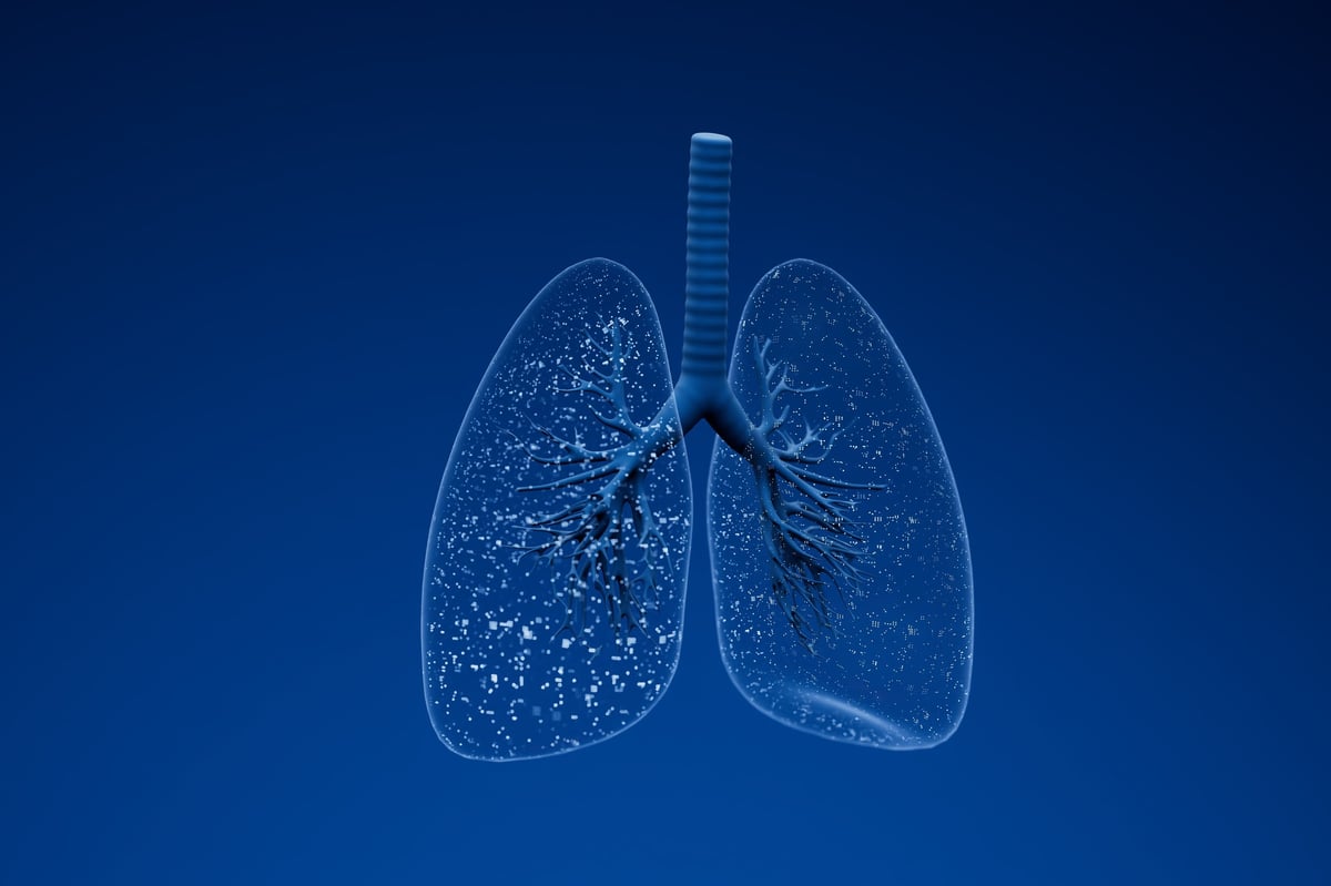 Modelo anatómico de pulmones mostrando la vía aérea.