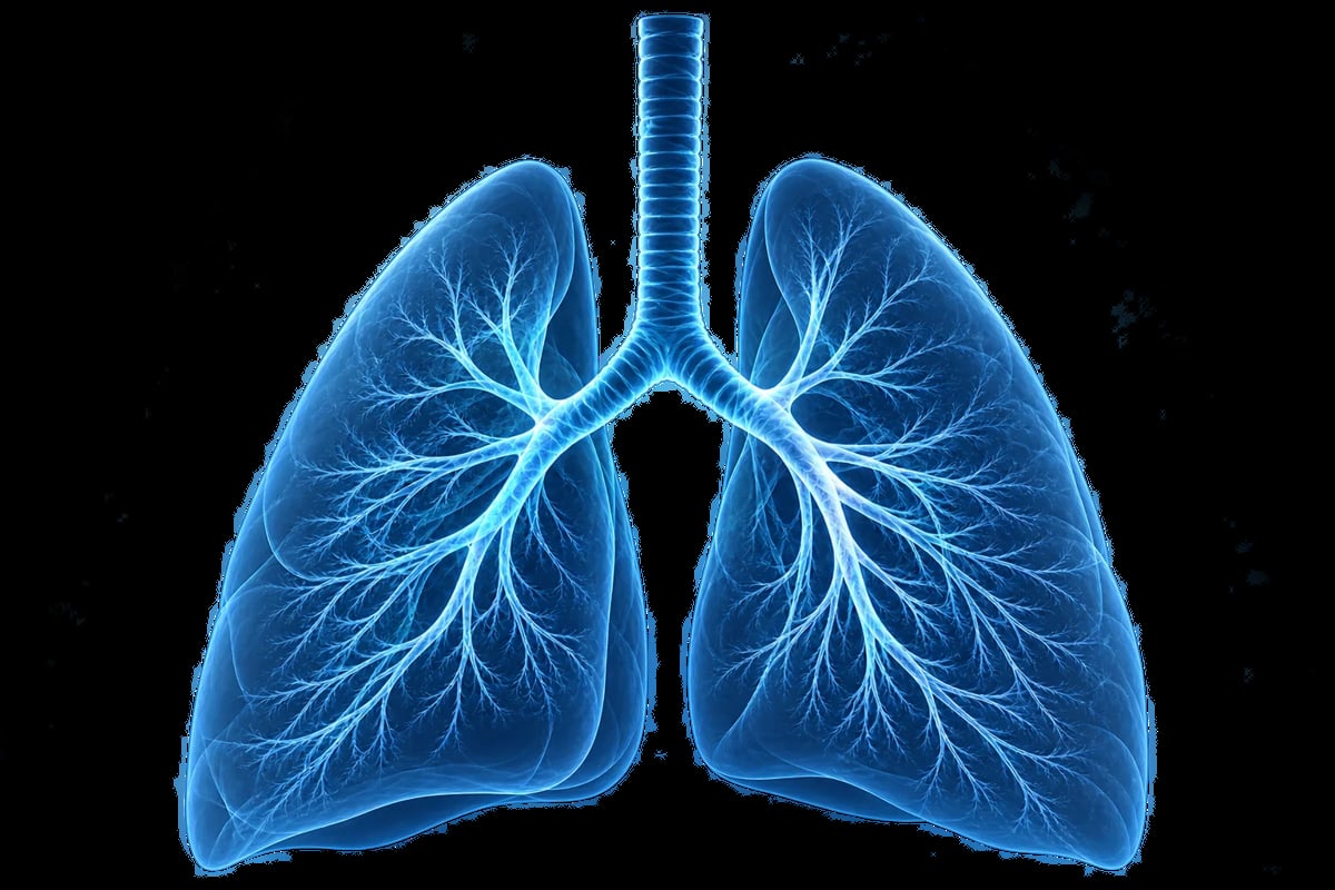 Ilustración anatómica de pulmones humanos en azul con bronquios y vías respiratorias ramificadas sobre fondo transparente